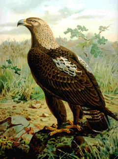 Aquila heliaca